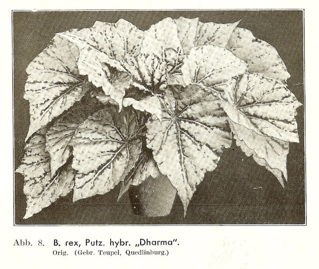 B. ‘Dharma’